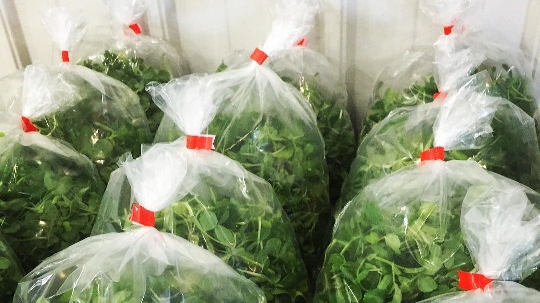 microgreens-plastic-bags